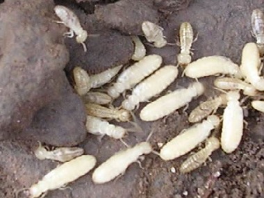 杏坛白蚁防治所日常生活中预防白蚁入侵的办法