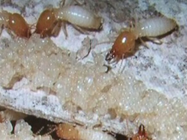 杏坛白蚁防治公司白蚁危害主要有哪些方面