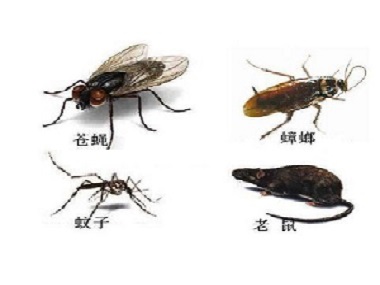 乐从四害消杀中心害虫的危害有哪些？有必要实行定期虫害防治吗？