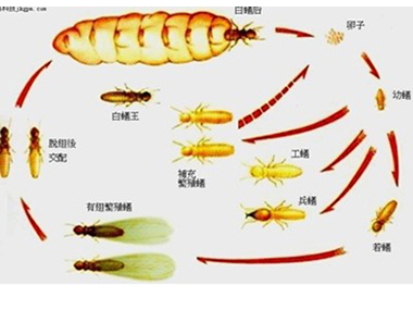 容桂杀灭白蚁公司白蚁的寿命有多长，白蚁怎么繁殖？