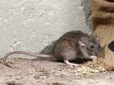 杏坛专业灭鼠公司发现家里有老鼠应该怎么办