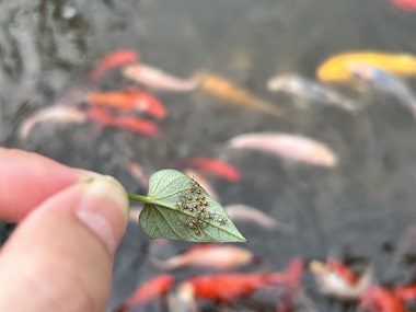 容桂除四害中心 家里有臭虫怎么办