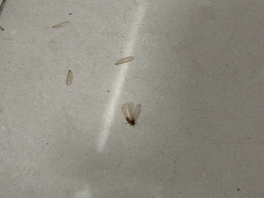 容桂上门灭白蚁中心飞白蚁具体长什么样？（快速辨别）